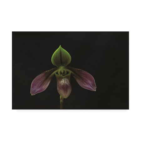 Kurt Shaffer Photographs 'Lovely Luminous Orchid' Canvas Art,16x24